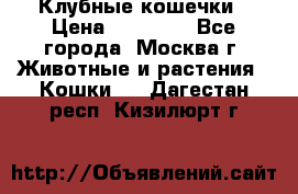 Клубные кошечки › Цена ­ 10 000 - Все города, Москва г. Животные и растения » Кошки   . Дагестан респ.,Кизилюрт г.